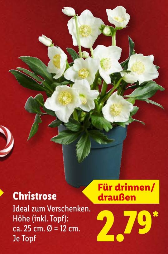 Christrose
