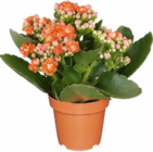 Aktuelle Blumen Angebote bei Netto Marken-Discount in Augsburg Aktuelles Kalanchoe Angebot bei Netto Marken-Discount in Augsburg ab 1,99 €