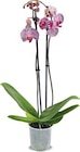 Orchidee im Angebot bei Netto Marken-Discount in Wolfsburg Orchidee Angebote bei Netto Marken-Discount Wolfsburg für 7,99 €