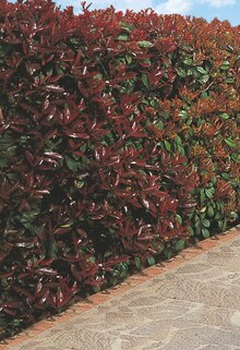 Glanzmispel (Photinia) bei OBI in Elmshorn Glanzmispel (Photinia) im Angebot bei OBI Elmshorn für 10,99 €