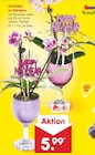 Orchidee im Sektglas bei Netto Marken-Discount im Bad Düben Prospekt für 5,99 €