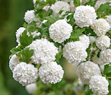 Gefüllter Schneeball Angebote von Gartenkrone bei Hagebaumarkt Mainz für 12,99 €