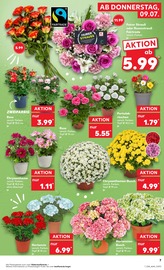 Aktueller Kaufland Prospekt mit Blumen, "Hier bin ich richtig", Seite 7
