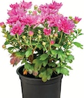 Chrysanthemen im Angebot bei Zimmermann in Delmenhorst Chrysanthemen Angebote bei Zimmermann Delmenhorst für 0,99 €