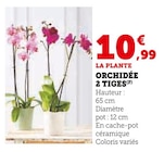 Orchidée 2 Tiges en promo chez Super U Valence à 10,99 €