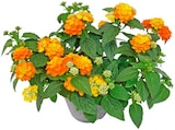 Wandelröschen "Sun Juana" im Penny Prospekt Wandelröschen "Sun Juana" im aktuellen Penny Prospekt für 2,29 €
