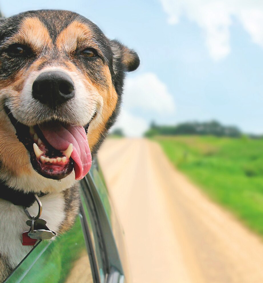 Dentastix Pedigree