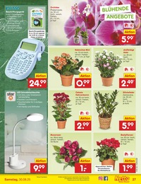 Zimmerpflanzen Angebot im aktuellen Netto Marken-Discount Prospekt auf Seite 39