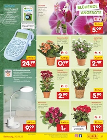 Orchidee im Netto Marken-Discount Prospekt "Aktuelle Angebote" mit 59 Seiten (Bonn)