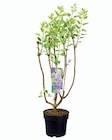 Lilas double en promo chez Lidl Villeneuve-d'Ascq à 10,99 €