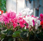 Zimmer-Alpenveilchen „Cyclamen persicum“ im Hagebaumarkt Prospekt Zimmer-Alpenveilchen „Cyclamen persicum“ von im aktuellen Hagebaumarkt Prospekt für 2,59 €
