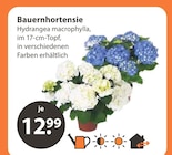 Bauernhortensie von  im aktuellen V-Markt Prospekt für 12,99 €