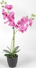 Aktuelles Künstliche Orchidee Angebot bei Thomas Philipps in Mannheim ab 9,99 €