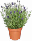 Aktuelles Lavendel Angustifolia Angebot bei Netto Marken-Discount in Jena ab 2,29 €