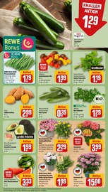 Balkonpflanzen im REWE Prospekt in Pirna Aktueller REWE Prospekt mit Balkonpflanzen, "Dein Markt", Seite 7