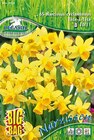 Zwergnarzisse-Blumenzwiebeln von  im aktuellen Hagebaumarkt Prospekt für 9,99 €