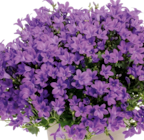 Glockenblume „Intens Purple“ bei Hornbach im Bielefeld Prospekt für 4,49 €