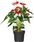 Flamingoblume Angebote bei Globus-Baumarkt Leipzig für 9,99 €