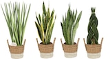 Sansevieria en panier en promo chez Carrefour Sansevieria en panier dans le catalogue Carrefour