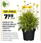 GROW BY OBI GROSSBLUMIGES MÄDCHENAUGE Angebote bei OBI Neubrandenburg für 7,99 €