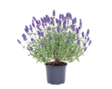 Jardinerie Poullain Osny - Promo Lavande Promo Lavande à 5,99 € dans le catalogue Jardinerie Poullain à Osny