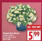 Margeriten-Busch bei EDEKA im Falkensee Prospekt für 5,99 €