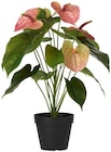Aktuelles Topfpflanzen Angebot bei Rusta in Bremen ab 7,70 €