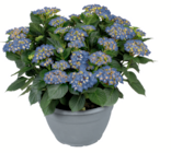 Ballhortensie XL Angebote bei toom Baumarkt Köln für 34,99 €