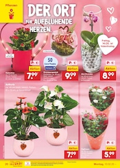 Aktueller Netto Marken-Discount Prospekt mit Orchidee, "Aktuelle Angebote", Seite 30