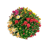 Chrysanthemenbusch vierfarbig oder Sukkulenten versch. Sorten bei Frischemarkt Friedberg im Prospekt "" für 6,99 €