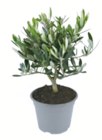 toom Baumarkt Zettemin - Olivenbusch Angebot im Prospekt Olivenbusch bei toom Baumarkt im Zettemin Prospekt für 9,99 €