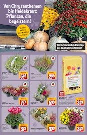 Ähnliche Angebote wie Spanferkelbraten im Prospekt "Dein Markt" auf Seite 15 von REWE in Kiel