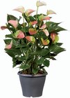 Anthurium - Lidl à Aulnay-sous-Bois Anthurium en promo chez Lidl Aulnay-sous-Bois à 8,99 €