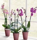 Aktuelle Orchidee Angebote bei toom Baumarkt in Dresden Aktuelles Schmetterlingsorchidee Angebot bei toom Baumarkt in Dresden ab 12,99 €