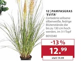PAMPASGRAS ‘EVITA’ im Angebot bei Dehner Garten-Center in Baden-Baden PAMPASGRAS ‘EVITA’ Angebote bei Dehner Garten-Center Baden-Baden für 12,99 €