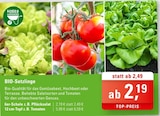 BIO-Setzlinge Pflücksalat im Angebot bei ZG Raiffeisen in Freiburg BIO-Setzlinge Pflücksalat Angebote bei ZG Raiffeisen Freiburg für 2,19 €