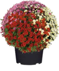 Chrysanthemen Busch 'Trio' für 6,99 € bei Globus-Baumarkt im Angebot Chrysanthemen Busch 'Trio' im aktuellen Globus-Baumarkt Prospekt