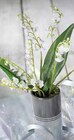 MUGUET 7 BRINS DANS UN VASE DÉCORATIF en promo chez Intermarché Antibes à 8,99 €