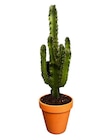 Euphorbe "Erytrea" en promo chez Jardiland Charleville-Mézières à 24,99 €