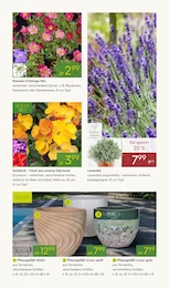 Blumentopf Angebot im aktuellen Pflanzen Kölle Prospekt auf Seite 7