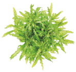 Maxi Zoo Cornebarrieu - Promo 3+1 offerte sur une sélection de plantes aquatiques Promo 3+1 offerte sur une sélection de plantes aquatiques à dans le catalogue Maxi Zoo à Cornebarrieu