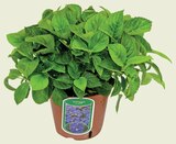 HORTENSIA MACROPHYLLA POT 17 CM - Netto à Villeurbanne HORTENSIA MACROPHYLLA POT 17 CM en promo chez Netto Villeurbanne à 7,99 €
