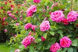 Promo Rosier buisson à 14,99 € dans le catalogue Gamm vert à Les Ponts-de-Cé