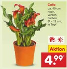 Aktuelles Calla Angebot bei Netto Marken-Discount in Koblenz ab 4,99 €