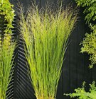 Hagebaumarkt Werne - Elegraß-Mix Angebot im Prospekt Elegraß-Mix bei Hagebaumarkt im Werne Prospekt für 12,99 €