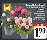 Aktuelles Beet- und Balkonpflanzen Angebot bei E center in Nürnberg ab 1,99 €