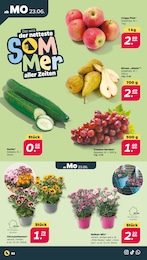 Nelke Angebot & Preis im aktuellen Netto mit dem Scottie Prospekt Nelke Angebot im aktuellen Netto mit dem Scottie Prospekt auf Seite 2