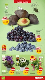 Ähnliche Glanzmispel Angebote im Prospekt "Wer günstig will, muss Penny." von Penny in Heidelberg Ähnliche Angebote wie Glanzmispel im Prospekt "Wer günstig will, muss Penny." auf Seite 5 von Penny in Heidelberg