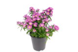 Aktuelles Glattblatt-Aster Angebot bei Penny in Recklinghausen ab 1,69 €