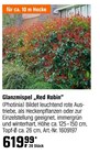 Glanzmispel „Red Robin“ Angebote bei OBI Mannheim für 619,99 €